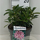 Rhododendron 'Helen Martin' 30-40 cm 5,0L struik