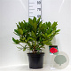 Rhododendron 'Lord Roberts' 30-40 cm 5,0L struik