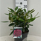 Rhododendron (P) 'Polarnacht' 30-40 cm 5,0L struik