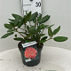 Rhododendron 'Virginia Richards' 30-40 cm 5,0L struik