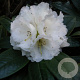 Rhododendron 'Honing Duft' 30-40 cm 5,0L struik