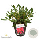 Rhododendron 'Scyphocalix' 30-40 cm 5,0L struik