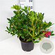 Rhododendron 'Scyphocalix' 30-40 cm 5,0L struik