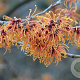 Hamamelis int. 'Jelena' 30-40 cm 3,0L