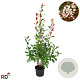 Photinia fraseri 'Red Robin' 150-175 cm 12L