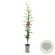 Pyracantha cocc. 'Red Column' 80-100 cm 2,5L