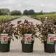 Weigela Naomi Campbell 30-40 cm 3,5L