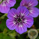 Geranium Havanna Blues GM P9