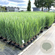 Panicum virgatum 'Northwind' gm 4,0L