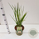 Panicum virgatum 'Northwind' gm 4,0L