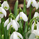 Galanthus nivalis 5-6 cm verpakt per 100
