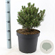 Pinus mugo 'Mops' 25-30 cm 7,5L