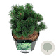 Pinus mugo 'Mops' 25-30 cm 7,5L