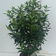 Prunus l. 'Angustifolia' 60-80 cm 7,5L