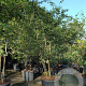 Amelanchier lamarckii 300-350 cm container meerstammig