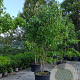 Liquidambar styraciflua 250-300 cm container meerstammig