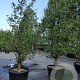 Pyrus c. 'Conference' 35-40 HA container karakter