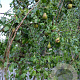 Pyrus c. 'Conference' 35-40 HA container karakter