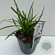Carex 'Evergreen' GM 2,0L