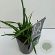Carex 'Irisch Green' GM 2,0L