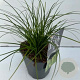 Carex 'Magic Green' GM 2,0L
