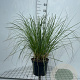 Cortaderia s. 'Pumila' GM C5