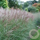 Miscanthus 'Kleine Silberspinne' GM C3