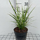 Miscanthus sin. 'Strictus' GM 2,0L