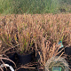 Miscanthus sin. 'Strictus' GM C5