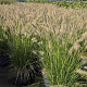 Pennisetum al. 'Hameln' GM 10L