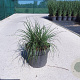 Pennisetum al. 'Hameln' GM 10L