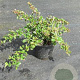 Cotoneaster radicans 'Eichholz' 30-40 cm C1.5