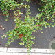 Cotoneaster radicans 'Eichholz' 30-40 cm C1.5