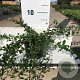Cotoneaster radicans 'Eichholz' 30-40 cm C1.5