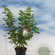 Hydrangea pan. 'Limelight' 30-40 cm 3,0L