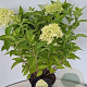 Hydrangea pan. 'Limelight' 30-40 cm 3,0L