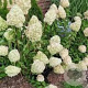 Hydrangea pan. 'Polar Bear' 30-40 cm 3,0L