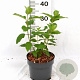 Hydrangea pan. 'Polar Bear' 30-40 cm 3,0L