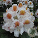 Rhododendron 'Lowinsky' 80-90 cm met kluit