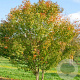 Acer cissifolium 8-10 HO draadkluit