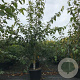 Acer davidii Viper 10-12 HO container