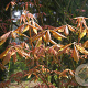 Aesculus neglecta 'Erythroblastos' 8-10 HO draadkluit