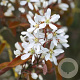 Amelanchier can. 'Glennform' 6-8 HO container