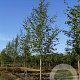 Betula p. 'Zwitsers Glorie' 16-18 HO draadkluit