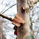 Betula utilis 'Forrest's Blush' 12-14 HO draadkluit