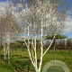 Betula utilis jacquemontii 6-8 HO draadkluit