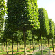 Carpinus betulus 14-16 HO container kubus 80x80x80 200 cm stam
