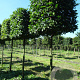 Carpinus betulus 25-30 HO container kubus 80x80x80 200 cm stam