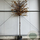 Carpinus betulus 12-14 HO container lei 180cm stam lei 150x120