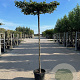 Carpinus betulus 10-12 HO container dakvorm 250 vierkant